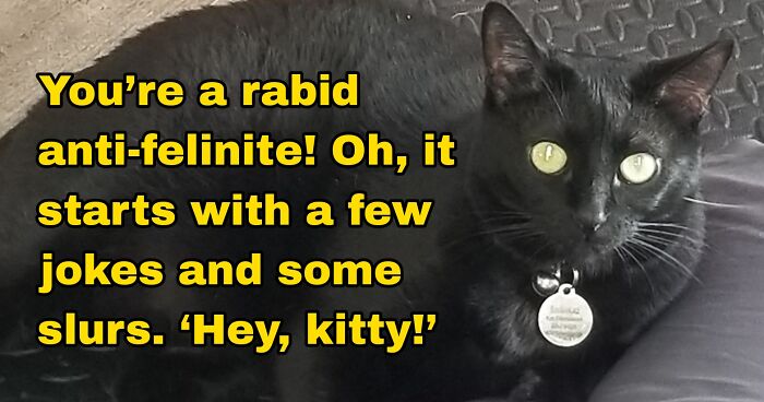 9 Seasons Of Seinfeld Summed Up In 10 Pictures Of My Cat