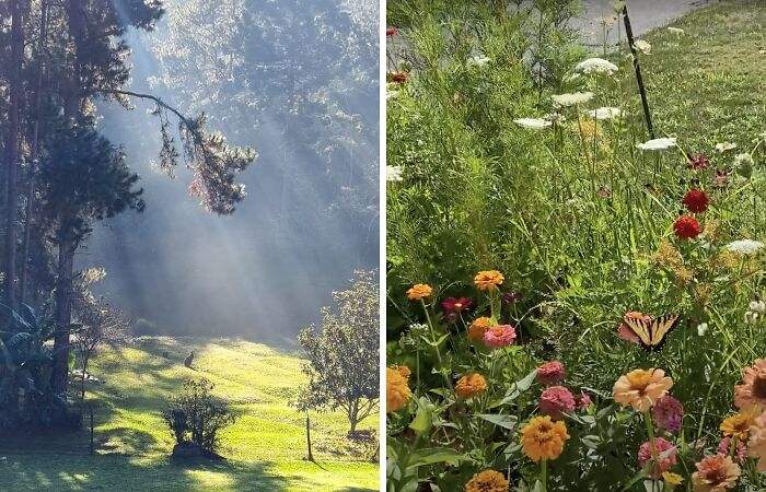 Hey Pandas, Post A Picture Of Your Garden (Closed)