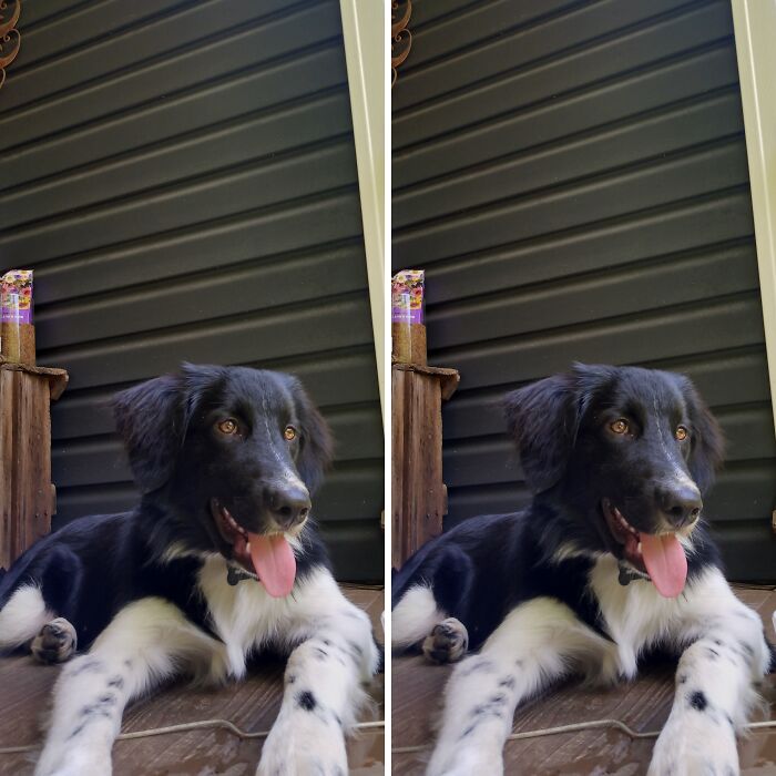 Hey Pandas, Post A Picture Of Your Rescue Pet And Tell Their Story