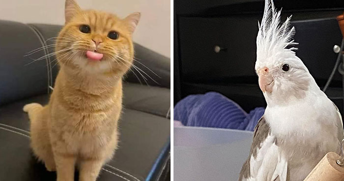 50 Of The Most Wholesome Rescue Pet Pics After They Found Their Forever Home (May Edition)