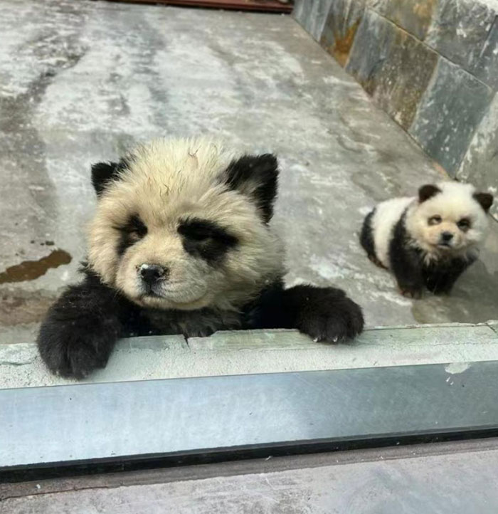 Outrage After Zoo&rsquo;s Panda Exhibit Turns Out To Be Dogs Dyed Black And White