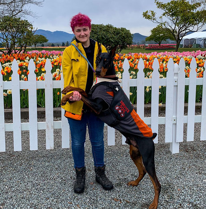 &ldquo;He&rsquo;s Scent-Trained To Alert&rdquo;: 3-Year-Old Dobermann Tobias Improves Chronically Ill Owner&rsquo;s Life