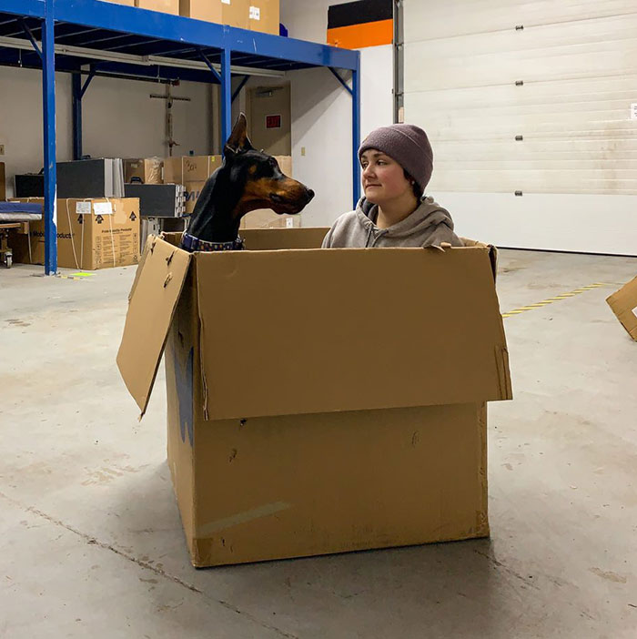 &ldquo;He&rsquo;s Scent-Trained To Alert&rdquo;: 3-Year-Old Dobermann Tobias Improves Chronically Ill Owner&rsquo;s Life