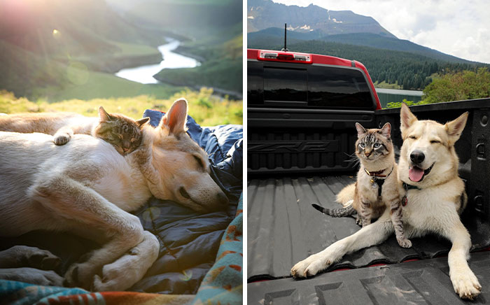 This Cat And Dog Are The Best Travel Buddies, And Their Pictures Are Adorable (21 Pics)