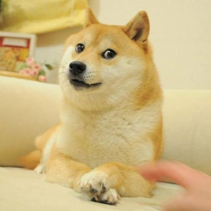 End Of An Era: Beloved “Doge” Meme Dog Kabosu Passes Away At Age 18 End Of An Era: Beloved “Doge” Meme Dog Kabosu Passes Away At Age 18