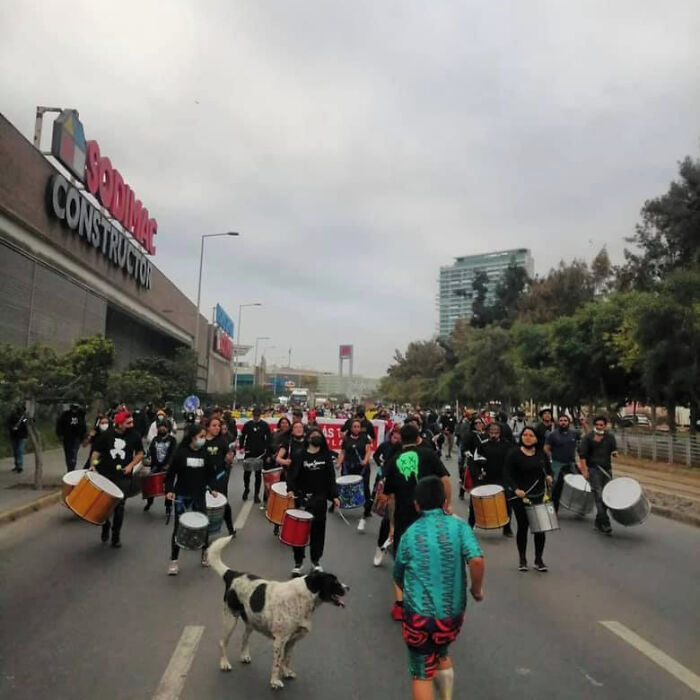 One Stray Dog Was A Constant During Protests In Chile, And Spotted Joining Protestors Against The Police. His Name Is El Vaquita, Meaning “Little Cow"