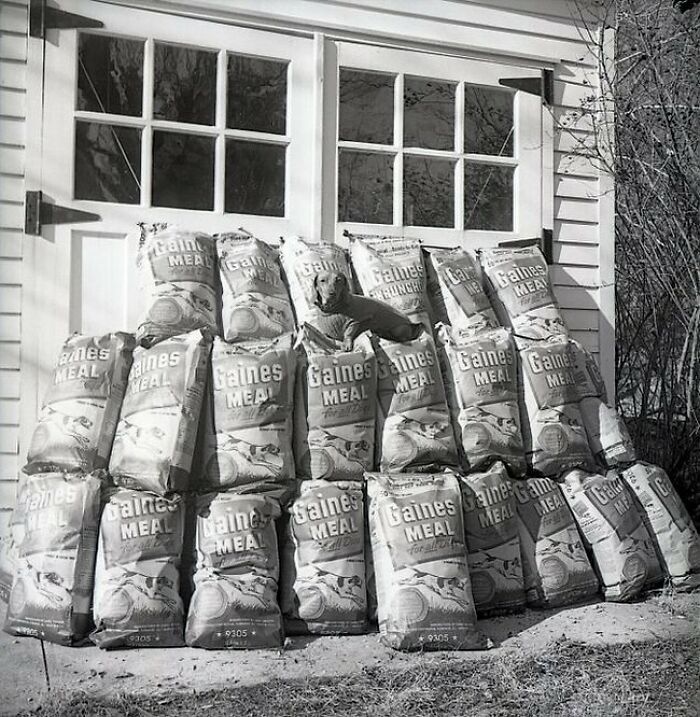 Konrad The Dachshund Sits On Some Of His Winnings From The Gaines Dog Food “Lucky Dog” Contest, 1949
