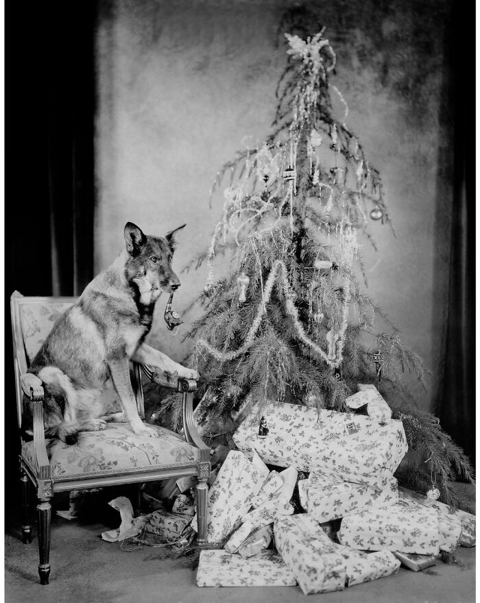 Rin Tin Tin Celebrating Christmas In 1927