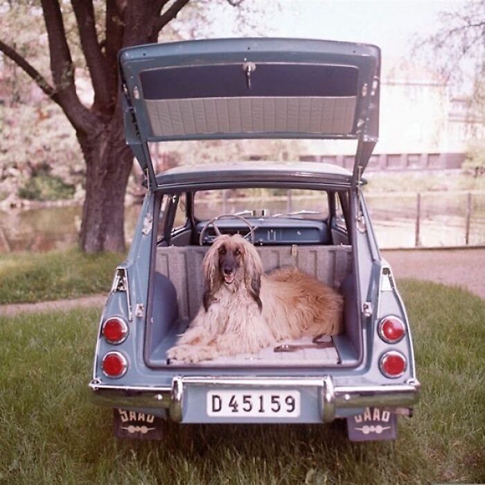 An Afghan Hound In A Saab, 1960s