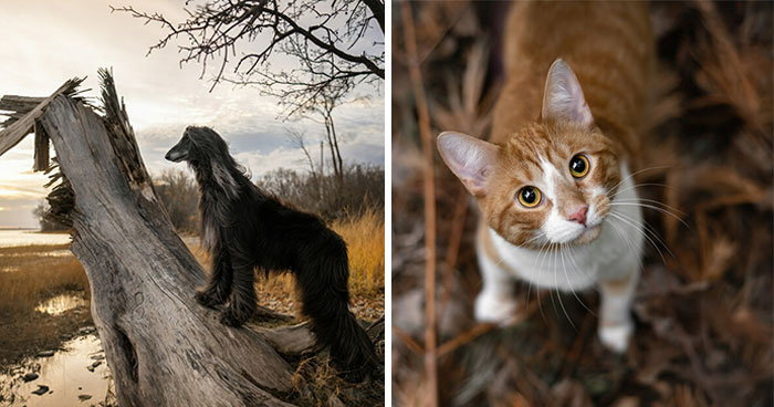 38 Dreamy Moments Of Pets That I Caught On Camera