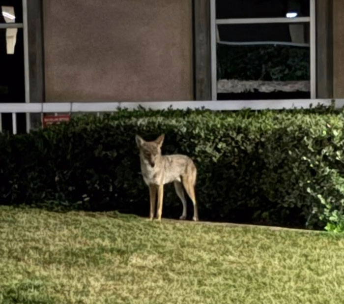 Woman Left Confused After Entitled Man Yells At Her To Put A Leash On Coyote