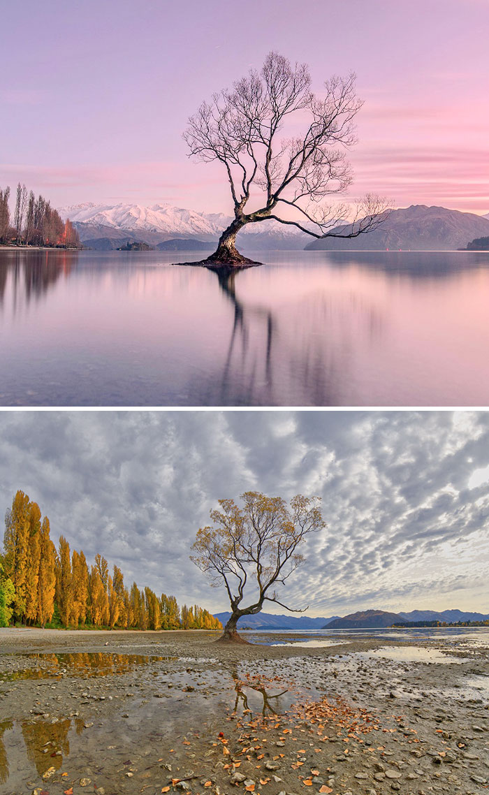 In New Zealand, I Stumbled Across This Lone Tree Standing In The Middle Of A Lake