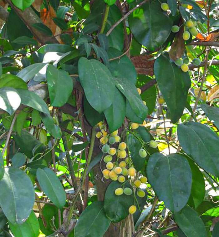 Primate Uses Plant To Treat Wound In Surprising Case Of Animal Self-Medication Primate Uses Plant To Treat Wound In Surprising Case Of Animal Self-Medication