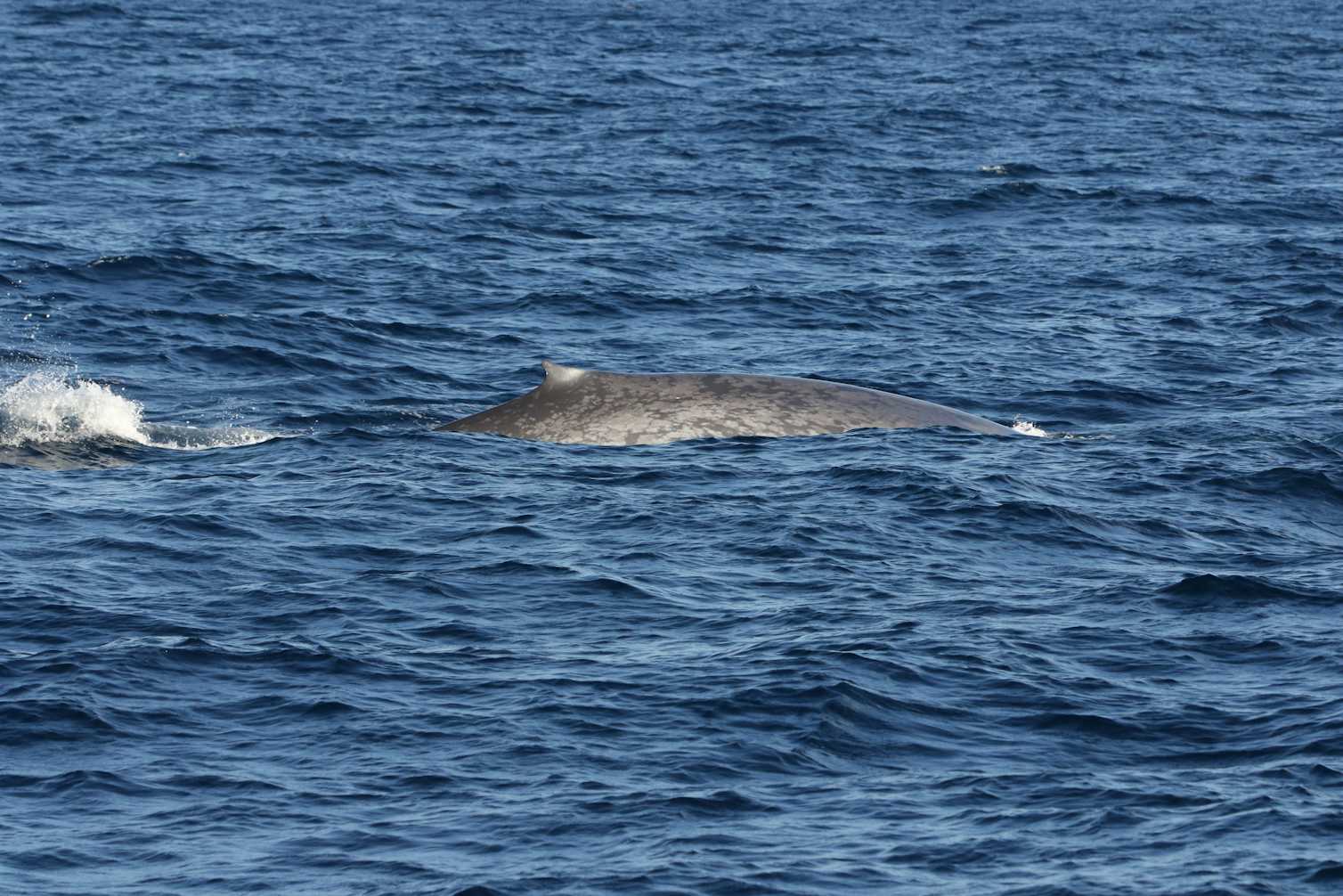 Blue Whales Returned To Seychelles: Scientists Recorded 23 Species During Their Surveys Blue Whales Returned To Seychelles: Scientists Recorded 23 Species During Their Surveys