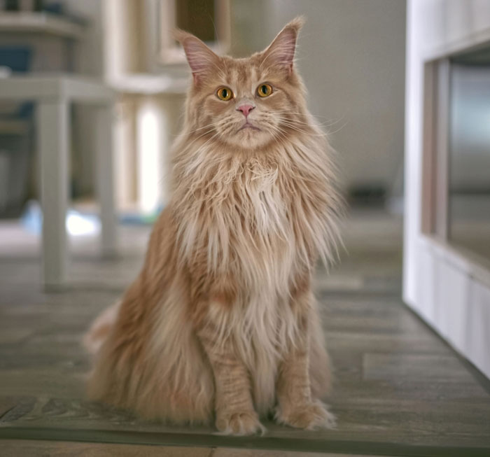 Fluffy cat with long fur and pointed ears sitting indoors.