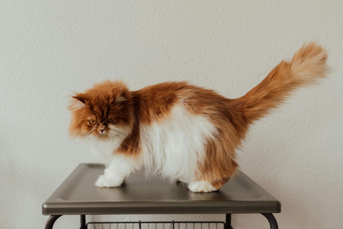 Fluffy cat breed with soft fur standing on a table.