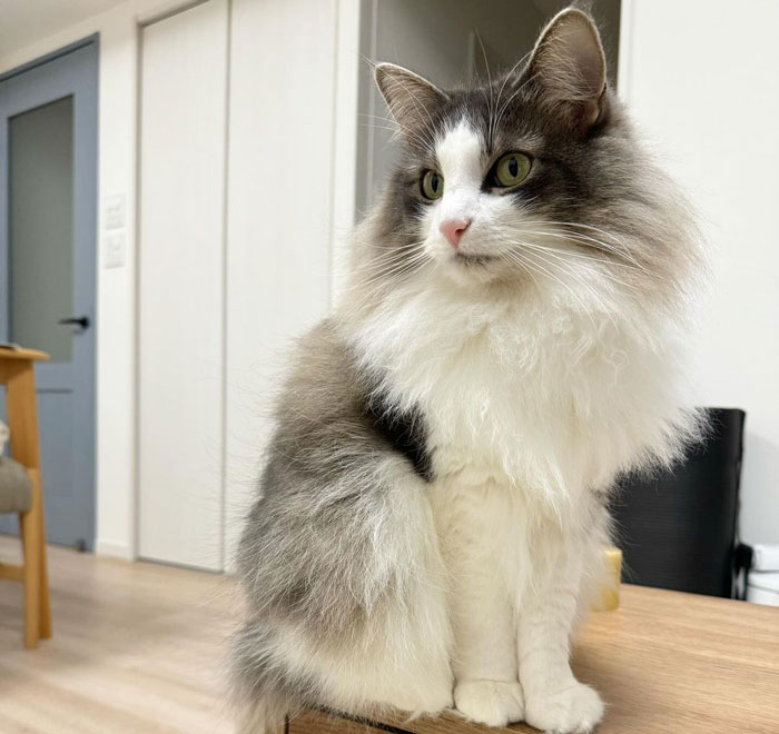 Fluffy cat with soft fur sitting on a table, showcasing one of the fluffy cat breeds.