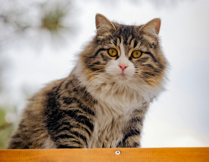 Fluffy cat with long fur and golden eyes, sitting outdoors on a wooden surface.