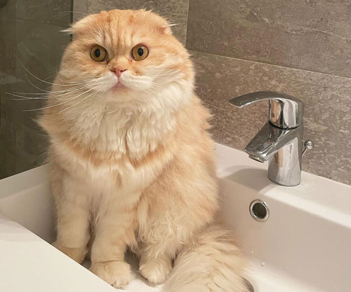 Fluffy cat breed sitting in a sink with soft, light orange fur and bright eyes, against a tiled background.