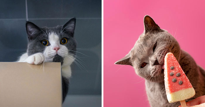 Top 100 Funny Cat Names for Your Quirky Kitty’s Personality