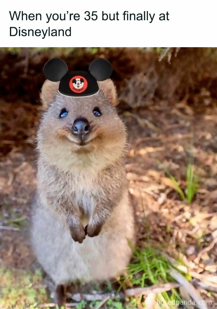 Quokka wearing Mickey Mouse ears, symbolizing Disney adults enjoying Disneyland.