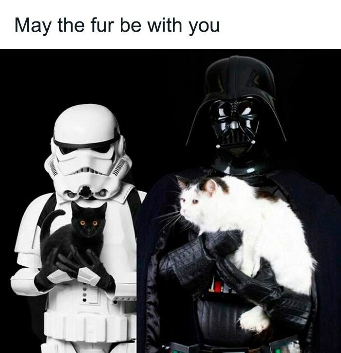 Star Wars characters holding cats with the text "May the fur be with you" above them, perfect for Disney adults.