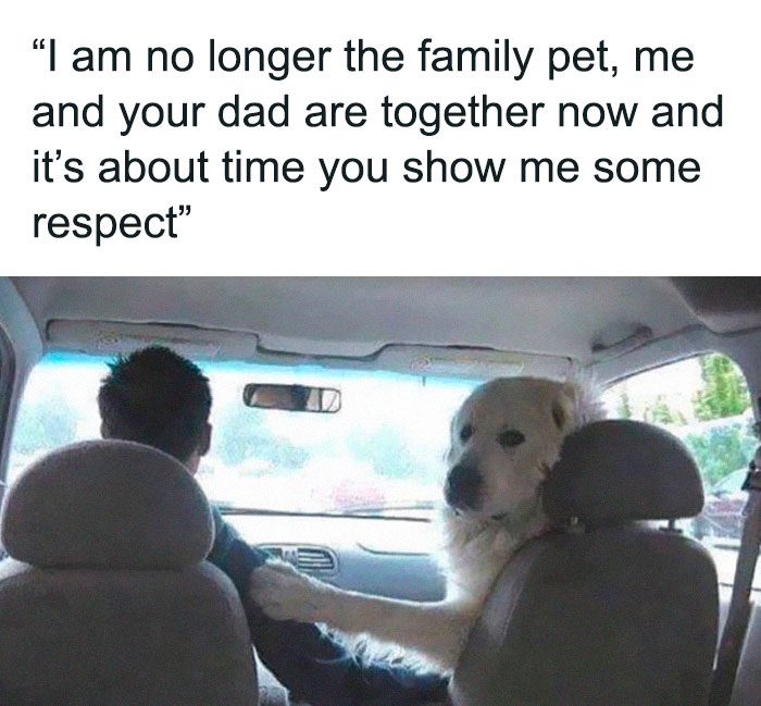 Dog sitting in a car beside a man, with a funny caption about family dynamics.