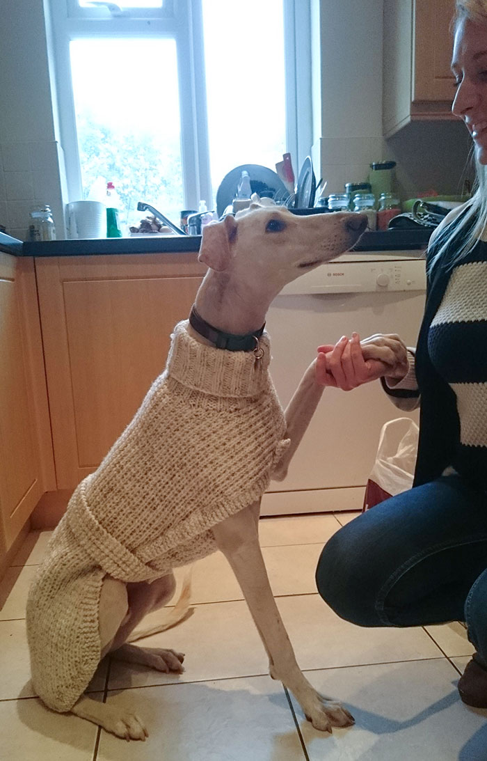 My Girlfriend's Mum Just Knitted This Beauty For Our Dog