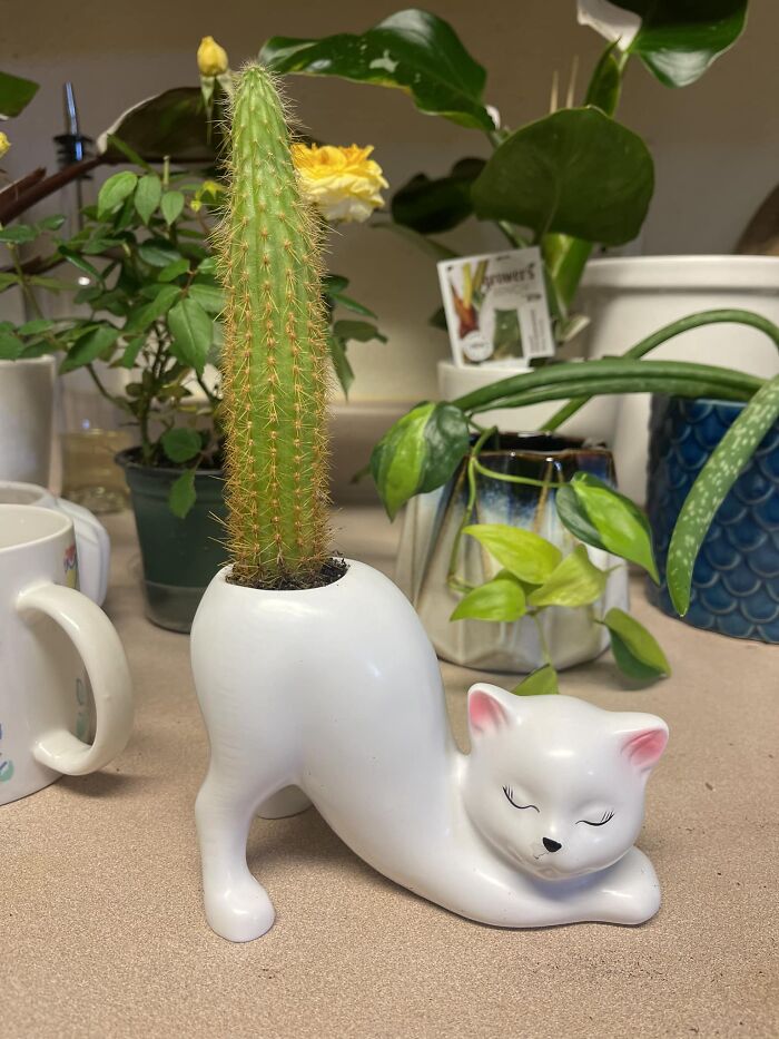 Gardening-Plant-Posts