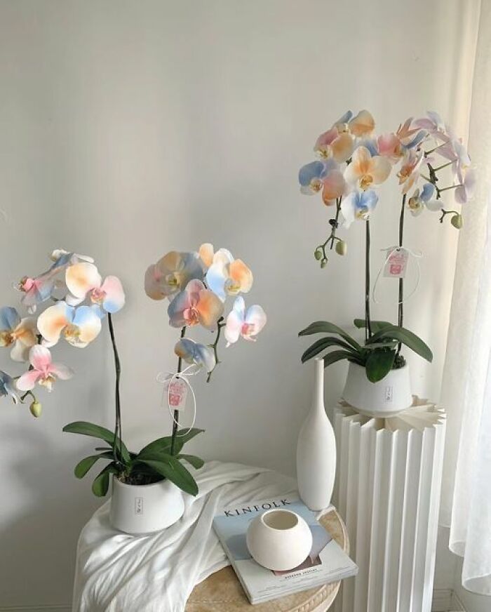 Gardening-Plant-Posts