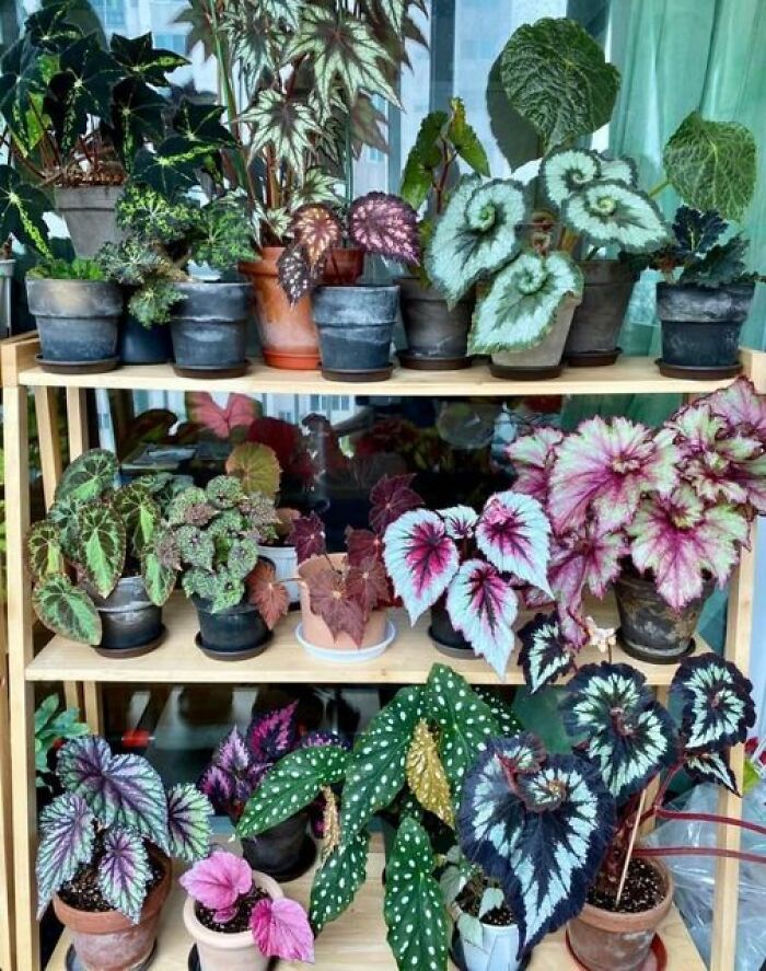 Gardening-Plant-Posts