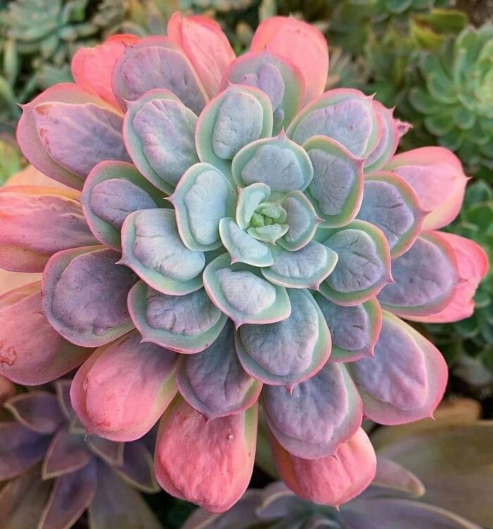 Gardening-Plant-Posts