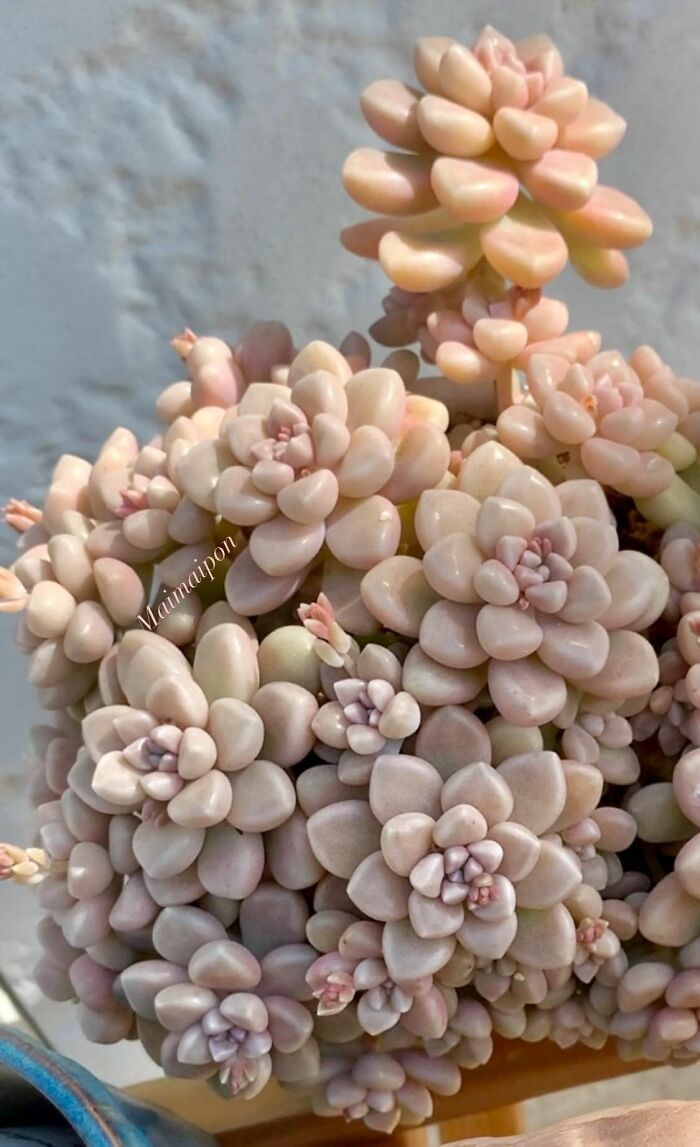 Gardening-Plant-Posts