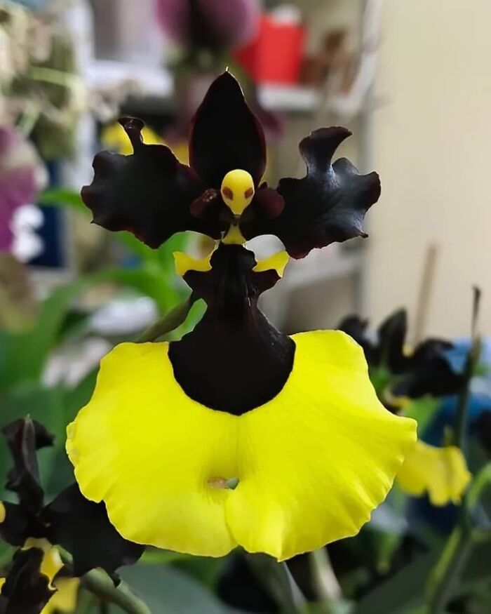 Gardening-Plant-Posts