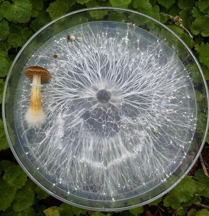 Gardening-Plant-Posts