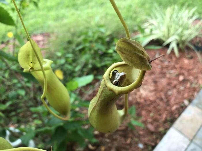 Gardening-Plant-Posts