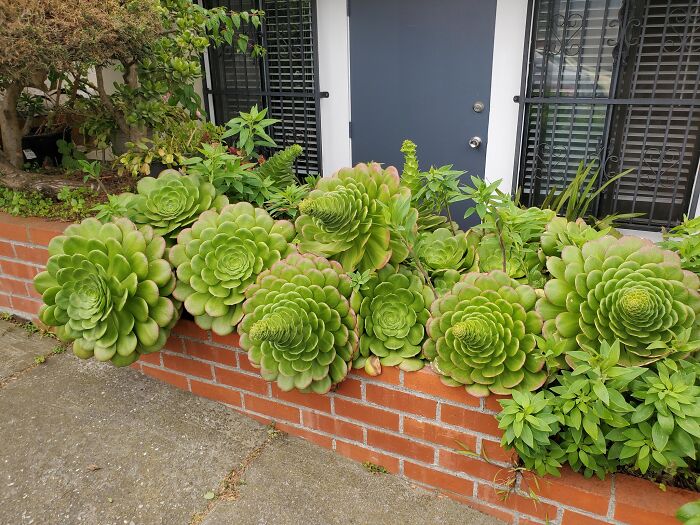 Gardening-Plant-Posts