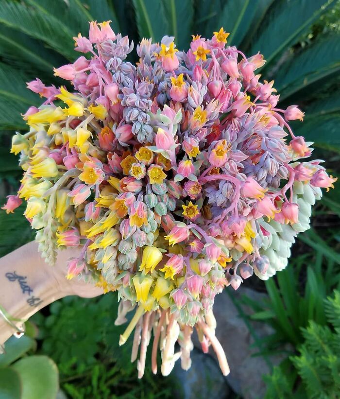 Gardening-Plant-Posts