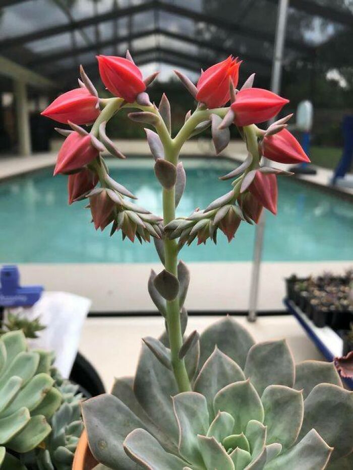 Gardening-Plant-Posts