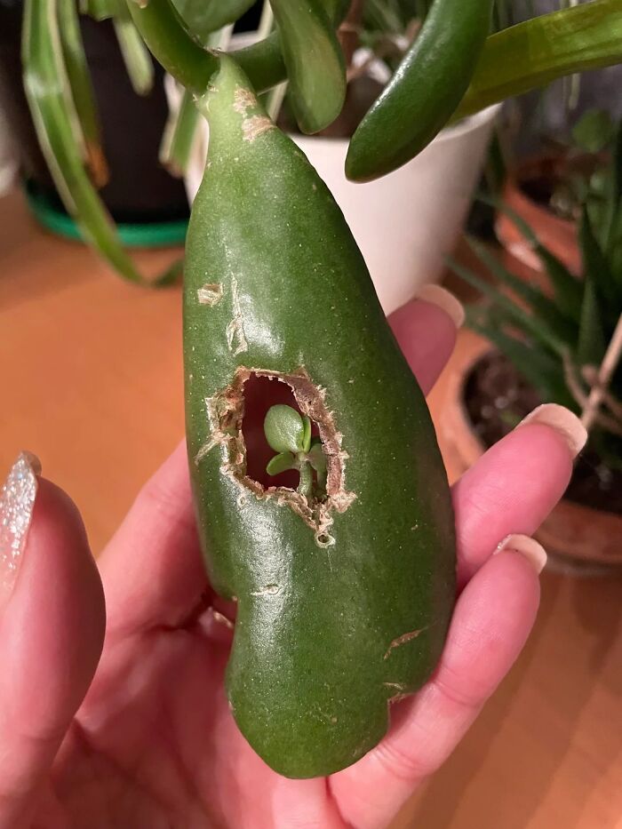 Gardening-Plant-Posts