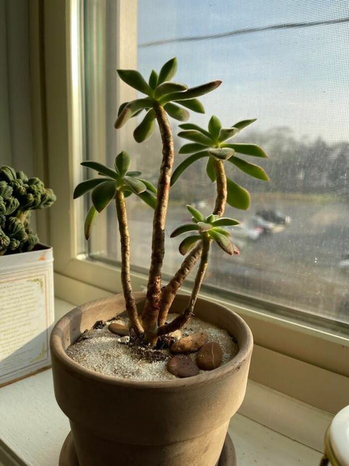 Gardening-Plant-Posts