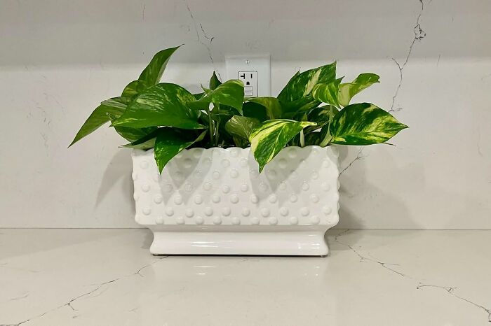 White ceramic planter with textured dots holding green houseplants on a marble countertop gift idea for panic week.
