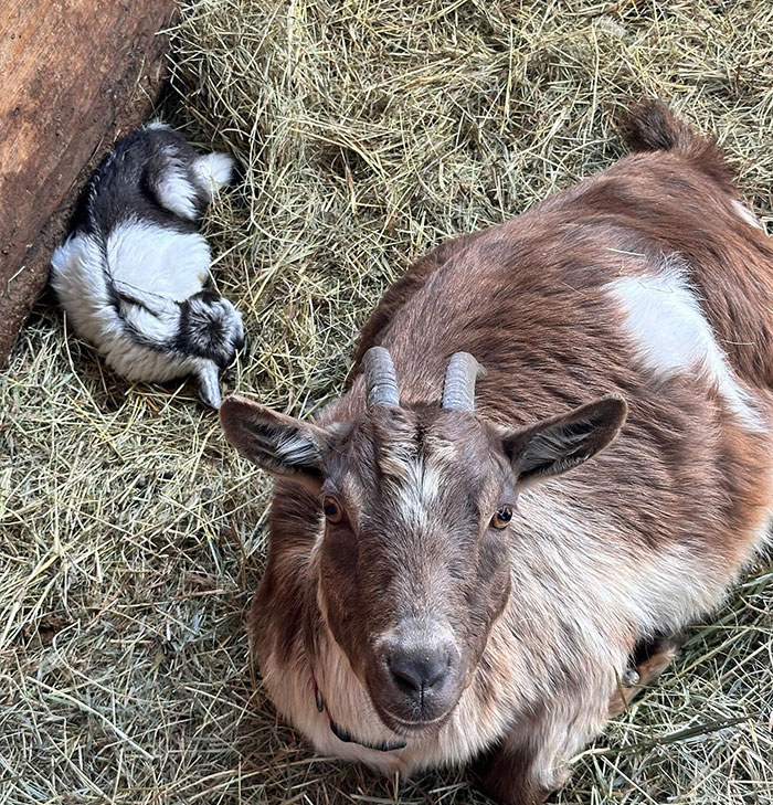 &ldquo;Not Eating Biblically Clean&rdquo;: Ex-Amish Secretly Runs TikTok Page To &ldquo;Change Assumptions&rdquo;