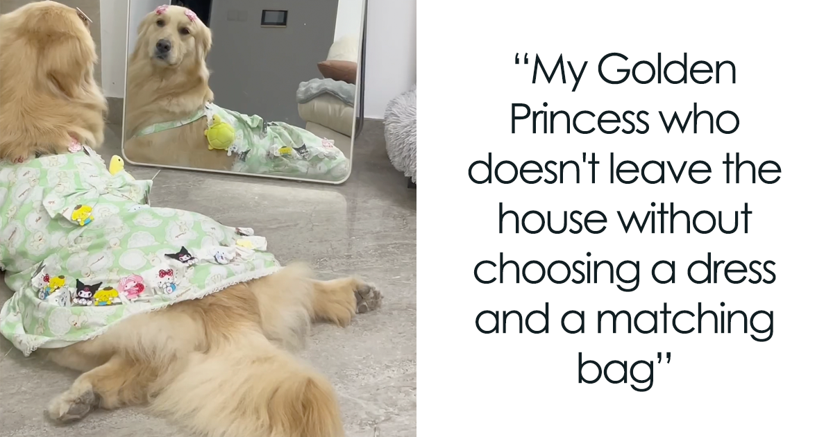 dressed up golden retriever Woofylove Special Events Dog Dress: Make Every Occasion Unforgettable –  Barkwow