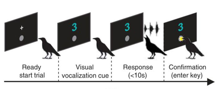 Groundbreaking Study Reveals Crows Can Count&mdash;And Out Loud, No Less