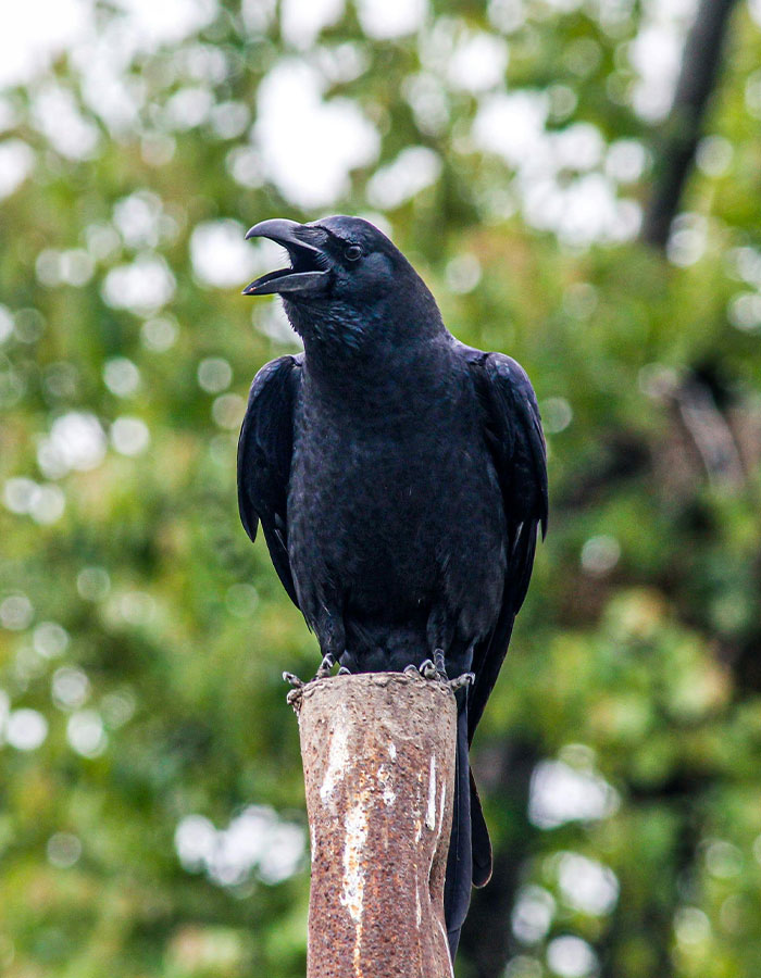 Groundbreaking Study Reveals Crows Can Count&mdash;And Out Loud, No Less