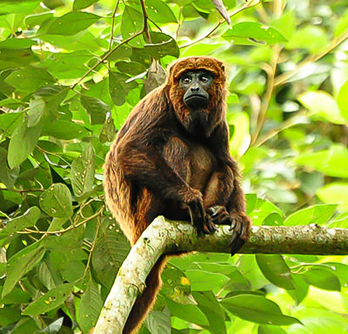 World&rsquo;s First Jaguar Cub Born By Artificial Insemination Was Eaten By Mom, Scientists Persevere