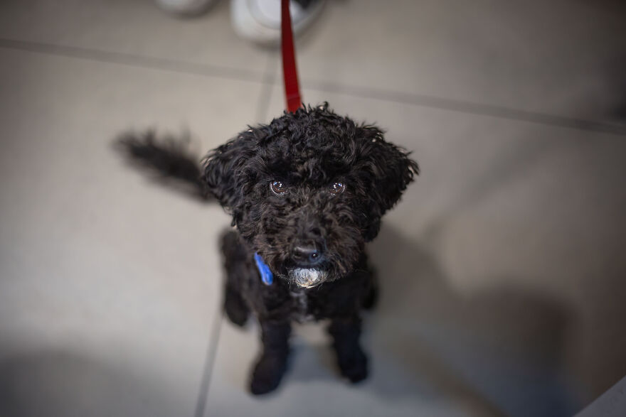 I Took Photos Of Amazing Service Dogs In Training Bring, And They Absolute Joy To Hospital Patients (9 Pics)