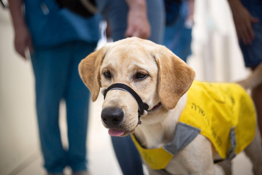 I Took Photos Of Amazing Service Dogs In Training Bring, And They Absolute Joy To Hospital Patients (9 Pics)