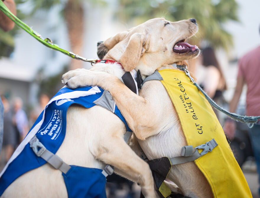 I Took Photos Of Amazing Service Dogs In Training Bring, And They Absolute Joy To Hospital Patients (9 Pics)